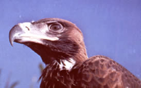 eagle